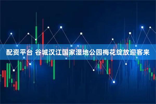 配资平台 谷城汉江国家湿地公园梅花绽放迎客来